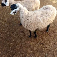 میش زائیده|حیوانات مزرعه|درمیان, |دیوار