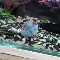 ماهی فایتر رنگ‌ خاص و زیبا