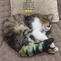 گربه خانگی مو بلند گم شده محدوده باجک یک