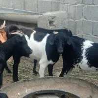 بزوپازن اوسن وبرخورده|حیوانات مزرعه|خورموج, |دیوار