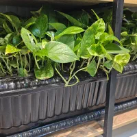 گلدان گل پتوس