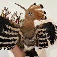 پرنده تزئینی