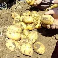 سیبزمینی دوناتا ۴۰۲