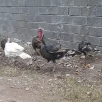 حیوانات مزرعه(بوقلمون)