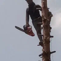 قطع درخت در داخل و اطراف مشهد خرید درخت نقدی