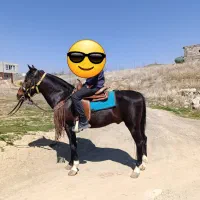 نریان کورد زیبا و سواری دار|اسب و تجهیزات اسب‌سواری|اصفهان, سپاهان‌شهر|دیوار