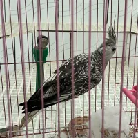 عروس هلندی|پرنده|شوشتر, |دیوار