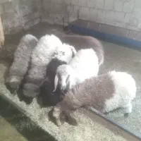 فروش بره ماده  پاییزی خوب