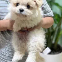 توله پامرانین معاوضه با طوطی