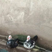 اردک اسرائیلی ماده|حیوانات مزرعه|آستانه اشرفیه, |دیوار