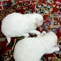 سگ پاکوتاه سگ شیتزو پامرینگ|سگ|تبریز, |دیوار