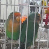 کوتوله برزیلی جفت همراه قفس وسایلاش