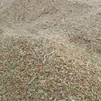 شلتوک عنبر بو درجه یک