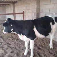 گوساله|حیوانات مزرعه|قاسمآباد (خواف), |دیوار