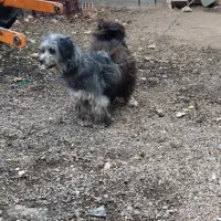 پاکوتاه ماده