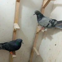 کفتر کبوتر رنگه|پرنده|مشهد, قائم|دیوار