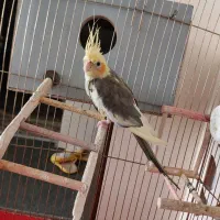 دو عدد عروس هلندی با قفس و جا دونی و جا آبی|پرنده|تبریز, |دیوار