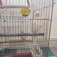 عروس هلندی|پرنده|بروجرد, |دیوار