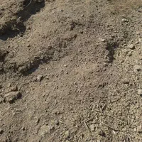 حراج کود دامی گوسفند