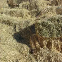 یونجه چین اول|لوازم جانبی حیوانات|مشگین شهر, |دیوار