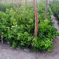 انواع نخل مجول پیارم برحی|خدمات باغبانی و درختکاری|لار, |دیوار