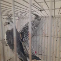 جفت عروس هلندی وایت فیس وایزابلا فروشی|پرنده|فردوس (خراسان), |دیوار