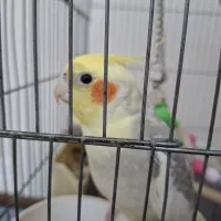 عروس هلندی|پرنده|ری, امین آباد|دیوار