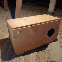 لونه جای تخم طوطی عروس وپرنده