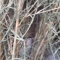 فروش نی هفت بند قطر خوب|سازهای سنتی|کاشان, راه آهن کاشان|دیوار