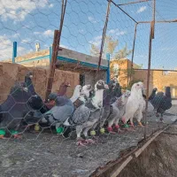 کفتروزه زربه