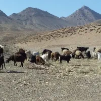 فروش دام زنده داشتی|حیوانات مزرعه|سمنان, |دیوار