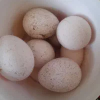 تخم بوقلمون نطفه دار