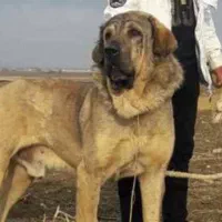 خواهان سگ نر هستم