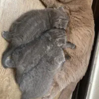 گربه اسکاتیش رنگ بلو|گربه|تهران, توحید|دیوار