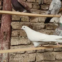 کفتر پرشی