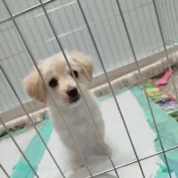 سگ اشپتیز پامر