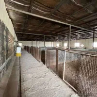 فروش مرغداری گوشتی|فروش دفتر صنعتی، کشاورزی، تجاری|گرمسار, |دیوار