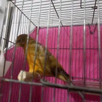 نر سرخ سوخته مست ماده گیرنر۱۲۰۰ماده ۱تومن