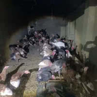 فروش بوقلمون|حیوانات مزرعه|دیواندره, |دیوار