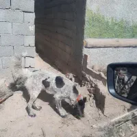 واگذاری سگ لاس قدرجونی گله ای چل وروانی|سگ|خمینیشهر, |دیوار