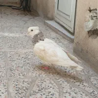 کبوتر.طوقی