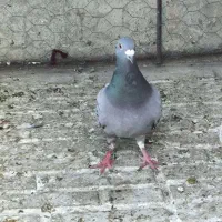 یک عدد کبوترپلاکی نر زور دار معاوضه با ماده پلاکی|پرنده|کرمانشاه, |دیوار