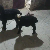 دو عدد بره نرو ماده جو خور ۱۳۸۰۰ دوتاش مقطوع