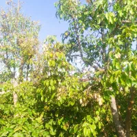 باغ انگور|فروش زمین و ملک کلنگی|نیشابور, فضل|دیوار