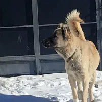 سگ سرابی پژدر دورگه