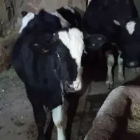 گاو و گوساله