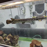 ماهی الیگیتور یا سرسوسماری