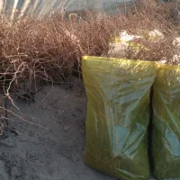 عنوان نهال های ایرانی وخارجی موجود ‌میباشد|خدمات باغبانی و درختکاری|ارومیه, |دیوار