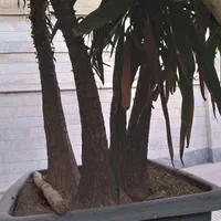 درختچه یوکا ۳ گلدان بزرگ ۳ونیم متری|گل و گیاه طبیعی|تهران, نیروی هوایی (پیروزی)|دیوار
