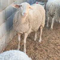 حیوانات مرزعه